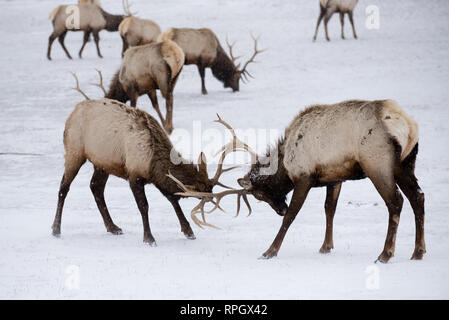 Scènes de la faune et de Jackson Hole, Wyoming Yellowstone en hiver Banque D'Images