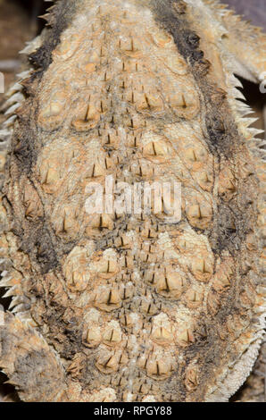 Regal Horned lizard, Phrynosoma solare, au dos Banque D'Images