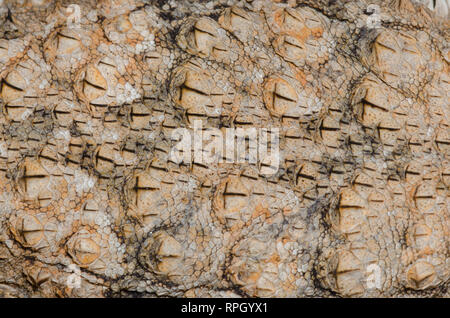 Regal Horned lizard, Phrynosoma solare, au dos Banque D'Images