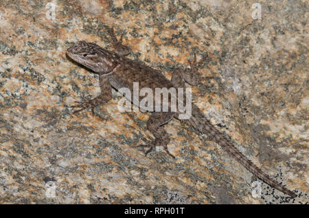 L'achillée Lézard Sceloporus jarrovii épineux, Banque D'Images