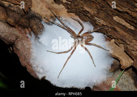 Philodromid ARAIGNÉE CRABE, Philodromus sp., femme gaurding cas d'oeufs Banque D'Images