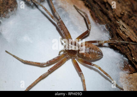 Philodromid ARAIGNÉE CRABE, Philodromus sp., femme gaurding cas d'oeufs Banque D'Images