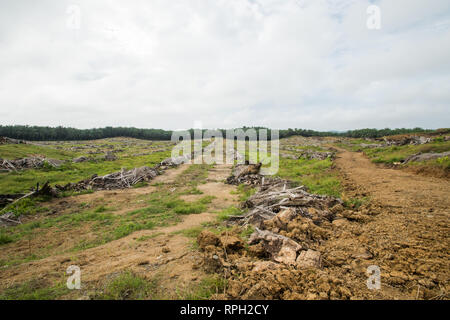 Le défrichement des terres sans burnimg pour processus de replantation de palmiers à huile plantés après 25 ans Banque D'Images