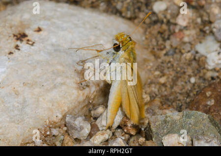 Orange Skipperling, Oarisma aurantiaca, prend son envol Banque D'Images