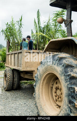 La levée des plantules de palmiers pépinières pour principal champ utilise les tracteurs Banque D'Images