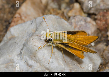 Skipperling orange, Oarisma aurantiaca Banque D'Images