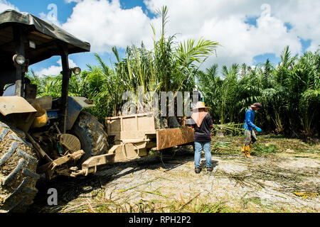 La levée des plantules de palmiers pépinières pour principal champ utilise les tracteurs Banque D'Images