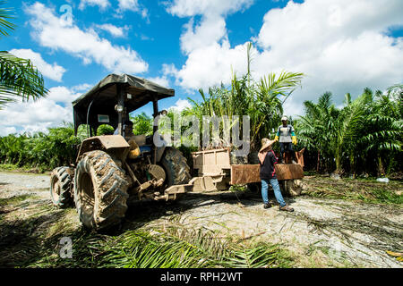 La levée des plantules de palmiers pépinières pour principal champ utilise les tracteurs Banque D'Images