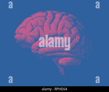 Vue latérale du cerveau rose Gravure illustration avec l'impression de doigt style ombre sur fond bleu Banque D'Images