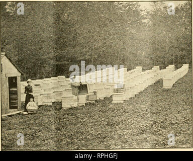 . L'American bee keeper. La culture de l'abeille ; le miel. 1898. TEE AMERICAN BEE-KEEPEB. 167 extraction de miel épais J'^ont mangé dans la saison. Écrit pour le Bee-Keeper américain. Par &Lt ; ;. M. DOOLITTLE. ^]fe écrit correspondant,tiens- "fsMj^j) ing pour savoir comment il peut se ^^^ d'épaisseur de miel les peignes en fin de saison avec l'extracteur. Il a essayé des années précédentes et fait une défaillance d'elle, ne pas obtenir plus de gardien. Si ce n'était qu'une bien meilleure arti- cle peut être produit en laissant le miel sur les ruches jusqu'à la fin de la saison, ou jusqu'à ce que tout soit bien scellé ou maturité, je devrait être fortement Banque D'Images