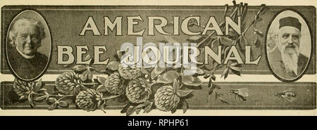 . American Bee Journal. La culture de l'abeille ; les abeilles. Tome LVII-No. HAMILTON 12, ill., décembre 1917, mensuel, 1 $ PAR ANNÉE LES SAGES DE CALIFORNIE Notes sur les plantes qui fournissent la plupart du miel sur la côte du Pacifique Par Frank G. Pellett lorsque sage est mentionné, nous de l'Est sont susceptibles de penser le jardin commun de la sauge, Salvia officinalis, qui pendant au moins trois siècles, a été cultivée pour ses feuilles aromatiques. De ce il existe plusieurs variétés, certaines avec de larges et certaines avec des feuilles étroites. Le jardin sages sont de bonnes plantes de miel, mais rarement suffisamment abondantes pour beaucoup que le miel produ Banque D'Images