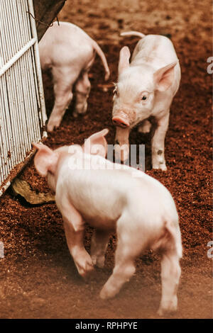 Les porcelets dans un rose ferme mexicaine au Mexique Banque D'Images