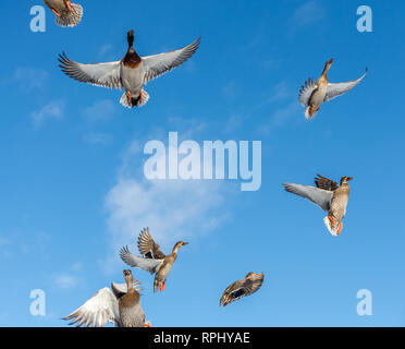 Le ballet des canards colverts dans le ciel. Banque D'Images