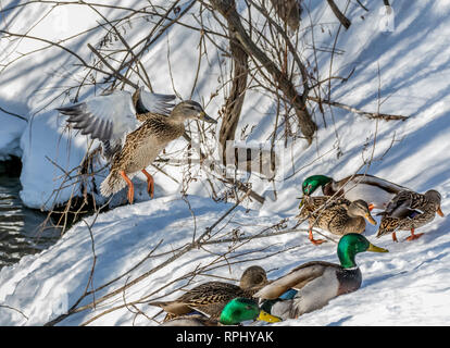 Mallard femelle plus d'atterrissage le troupeau Banque D'Images