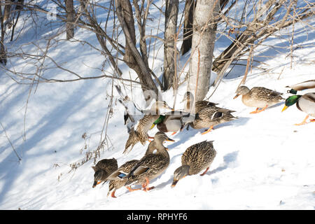 Mallard femelle plus d'atterrissage le troupeau Banque D'Images