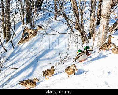 Mallard femelle plus d'atterrissage le troupeau Banque D'Images