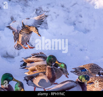 Mallard femelle plus d'atterrissage le troupeau Banque D'Images