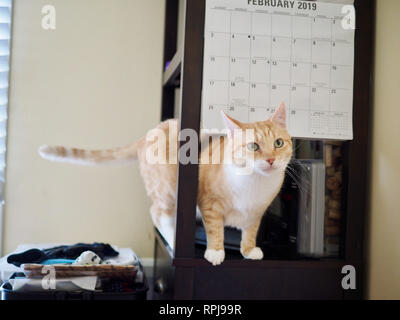 Mika le tabby orange sur l'étagère Banque D'Images