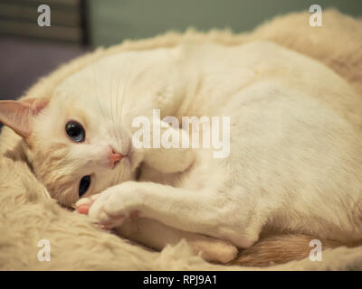 La flamme Mitzie point Siamese sur son lit préféré Banque D'Images