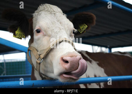 Funny vache sur une ferme dans un enclos lui tira la langue sur sa tête museau close-up ressemble Banque D'Images