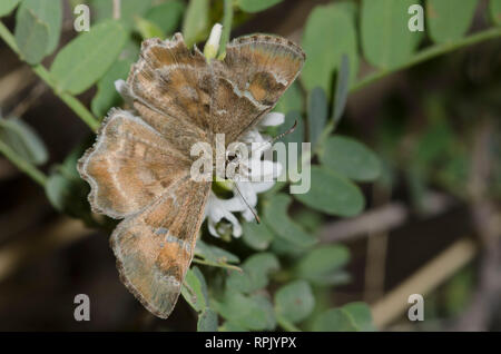 La poudre de l'Arizona, Systasea zampa, skipper de nectar masculin Banque D'Images