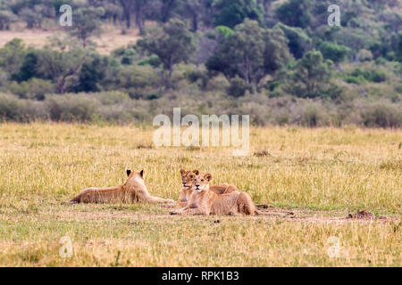 Groupe de jeunes lions sur l'herbe. Le Kenya, l'Afrique Banque D'Images