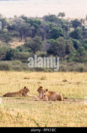 Groupe de jeunes lions sur l'herbe dans les masais Mara. Le Kenya, l'Afrique Banque D'Images