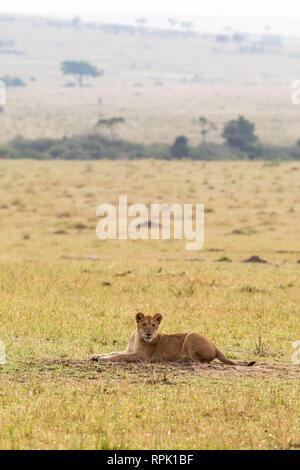 Un des lionceaux reposant sur l'herbe. De savane le Masai Mara, Kenya Banque D'Images