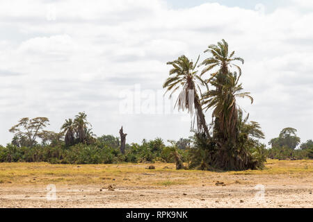 Palmier dans la savane. Une petite oasis dans la savane. Amboseli, Kenya Banque D'Images