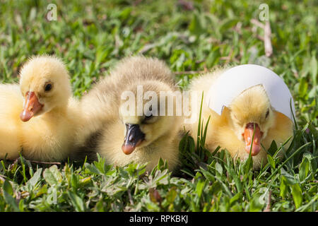 Trois petites branche de gosling in Green grass Banque D'Images