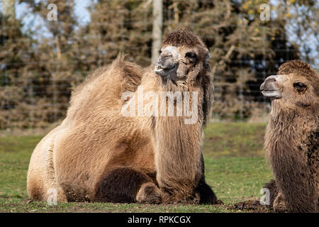 BEWDLEY, UK - février 21, 2019 : deux chameaux de Bactriane dans le West Midland Safari Park, Bewdley, Hereford et Worcester, Angleterre Banque D'Images