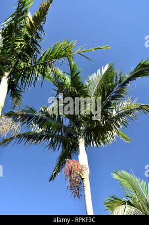 Trois Alexander palms, avec un bouquet de fruits rouges en cascade au Palm Banque D'Images