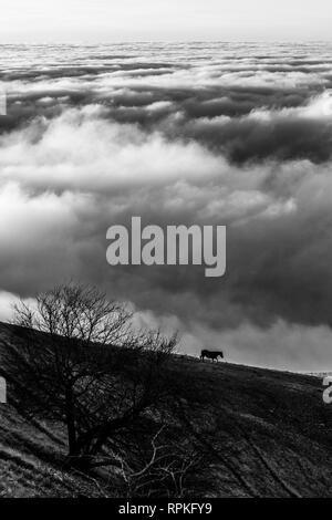 Cheval sur une montagne sur une mer de brume au coucher du soleil, avec un arbre au premier plan Banque D'Images