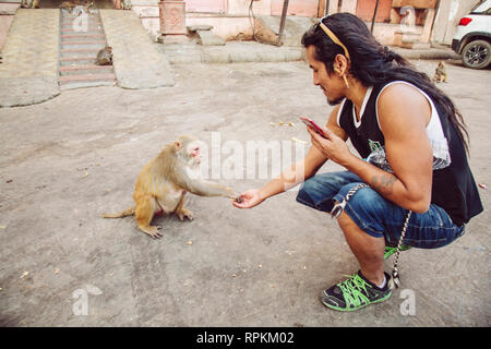 Les écrous pour donner touristique un singe dans Monkey temple à Jaipur, Rajasthan, Inde Banque D'Images