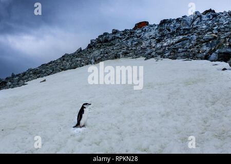 Scène des icebergs, des pingouins, des phoques, de la neige et de la glace en Antarctique, le continent le plus au sud du monde Banque D'Images