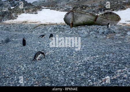 Scène des icebergs, des pingouins, des phoques, de la neige et de la glace en Antarctique, le continent le plus au sud du monde Banque D'Images