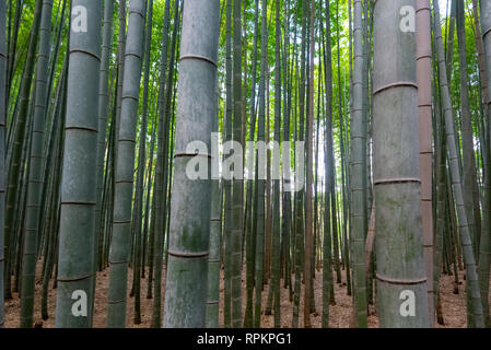 De Arashiyama bamboo grove situé juste à l'extérieur de Kyoto, Japon Banque D'Images