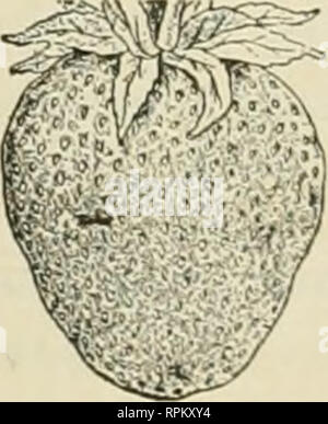 . American Bee Journal. La culture de l'abeille ; les abeilles. Miel et Cire d'Chicago. Il Juin.-Il y a très peu de mouvements dans le miel, l'extrait ou peigne. Les stocks de tous les deux sont largement suffisante pour toutes les offres, les prix restent à peu près aussi récemment déclaré, comme il n'y a pas de ventes importantes d'toqiiote. R. Un Burnett &AMP ; Co. Kansas City. Mo.. 17 .lune de miel-Le marché demeure à peu près la même. Il y a très peu de vieux miel gauche sur ce marché. Nous croyons que la nouvelle lorsqu'il s'agit de miel en-va vendre aux alentours de Ji, à 1,75 $ par cas. Kxtracted honeyis nettoyer très rapidement, et bien que les prix ne sont pas plus élevés, il y a une consi Banque D'Images