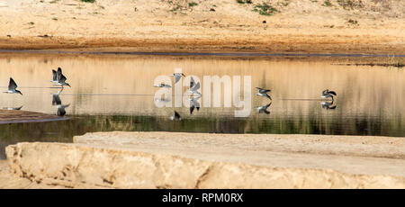 Un troupeau de récupérateurs d'Afrique (Rynchops flavirostris), une espèce préoccupante, la visualisation rapide de la Zambèze. Banque D'Images