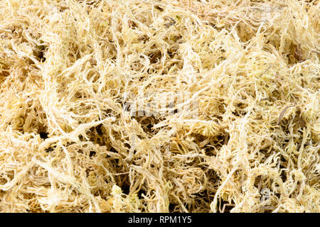 Sphaigne hi-res stock photography and images - Alamy