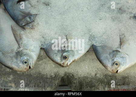 Pêche sur la glace Banque D'Images