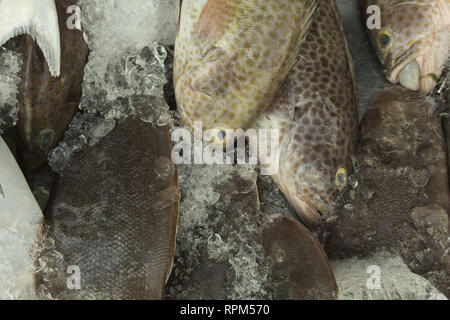 Pêche sur la glace Banque D'Images