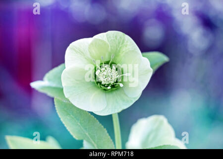 Tendre fleur fraîche de l'hellébore caucasian au printemps jour nuageux Banque D'Images