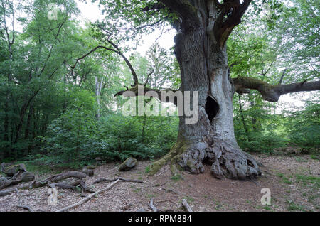 Märchenwald Alte Bäume im Urwald Sababurg märchenhafte Banque D'Images