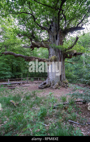 Märchenwald Alte Bäume im Urwald Sababurg märchenhafte Banque D'Images