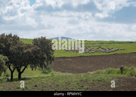 Troupeau de moutons dans la prairie de l'Estrémadure. Espagne Banque D'Images