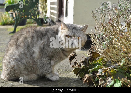 Un Exotic Shorthair silver tabby cat posant dans le soleil de printemps Banque D'Images
