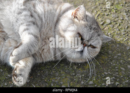 Un gros plan d'un silver tabby Exotic Shorthair au soleil du printemps Banque D'Images