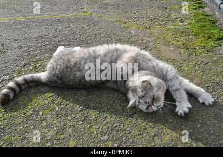 Un Exotic Shorthair silver tabby cat se dorant dans le soleil de printemps Banque D'Images