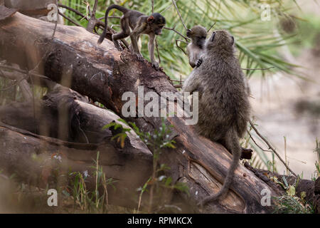 Une mère babouin câlins un bébé. Un deuxième bébé promenades le long de la branche vers la mère et l'enfant, dans le parc national Kruger, Afrique du Sud. Banque D'Images